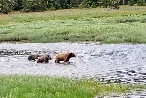 grizzlies en Canadá