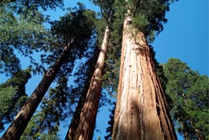 Sequoies gegants en la Sierra Nevada