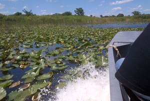 Una excursió en hidrolliscador pels aiguamolls de Florida