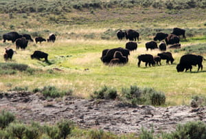 Bisó americà al parc nacional de Yellowstone