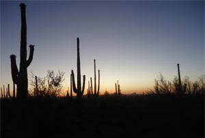 Els cactus Saguaro en Arizona